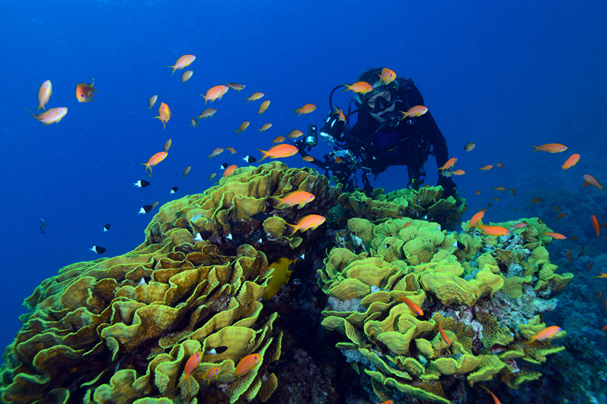 Deniz suyundaki kireci önce ayrıştıran (kalsiyum iyonları biçiminde) daha sonra da katı olarak (kalsiyumkarbonat) salgılayan bu organizmalar, oluşturdukları çeperlerin sıkıca birleşmesi sonucu sert ve sağlam özelliklere sahip bir koloni ortaya çıkarıyor.