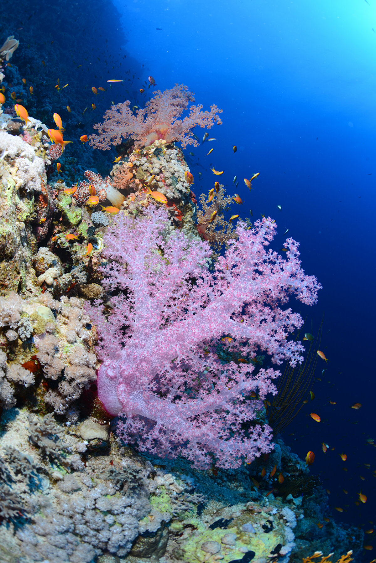 Ayrıca su yosunları taşlı mercanlara oksijen ve besin sağlıyor. Kayalık oluşturan taşlı mercanlar, deniz suyu sıcaklığının 20 santigrat derecenin altında olmadığı, 40-50 metre aralığındaki derinliklerde, oksijen seviyesi yüksek ve belli bir tuzluluk derecesindeki özel koşullara ihtiyacı olduğundan sadece tropikal kuşaktaki denizlerin sığ kesimlerinde oluşabiliyor.