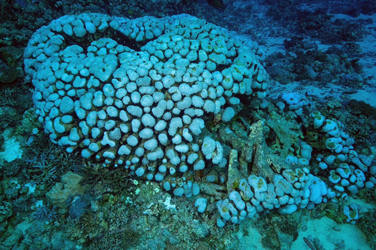 Görünümleri kendilerini oluşturan mercan organizmalarına bağlı olarak değişebilen bu kolonilerin bir araya gelmesiyle de mercan kayalığı meydana geliyor.