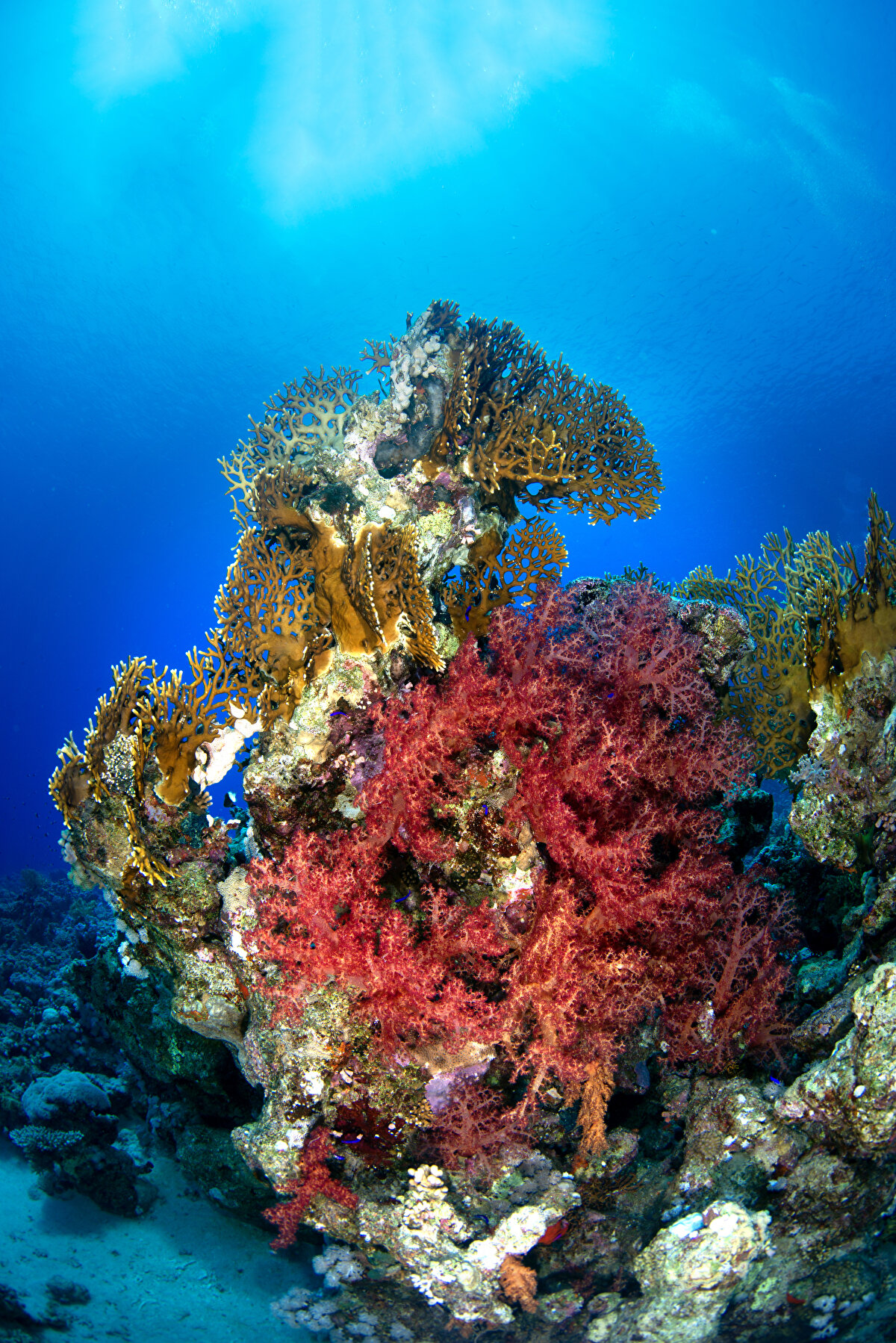 Kayalık oluşturan tüm taşlı mercanlar, dokularındaki küçük ve tek hücreli su yosunlarıyla ortak bir yaşam (simbiyotik) sürdürüyor.