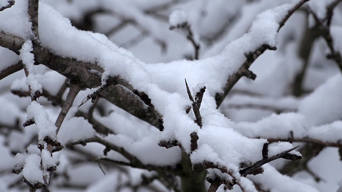 Öte yandan bazı yüksek kesimlerde ağaç dalları dondu.