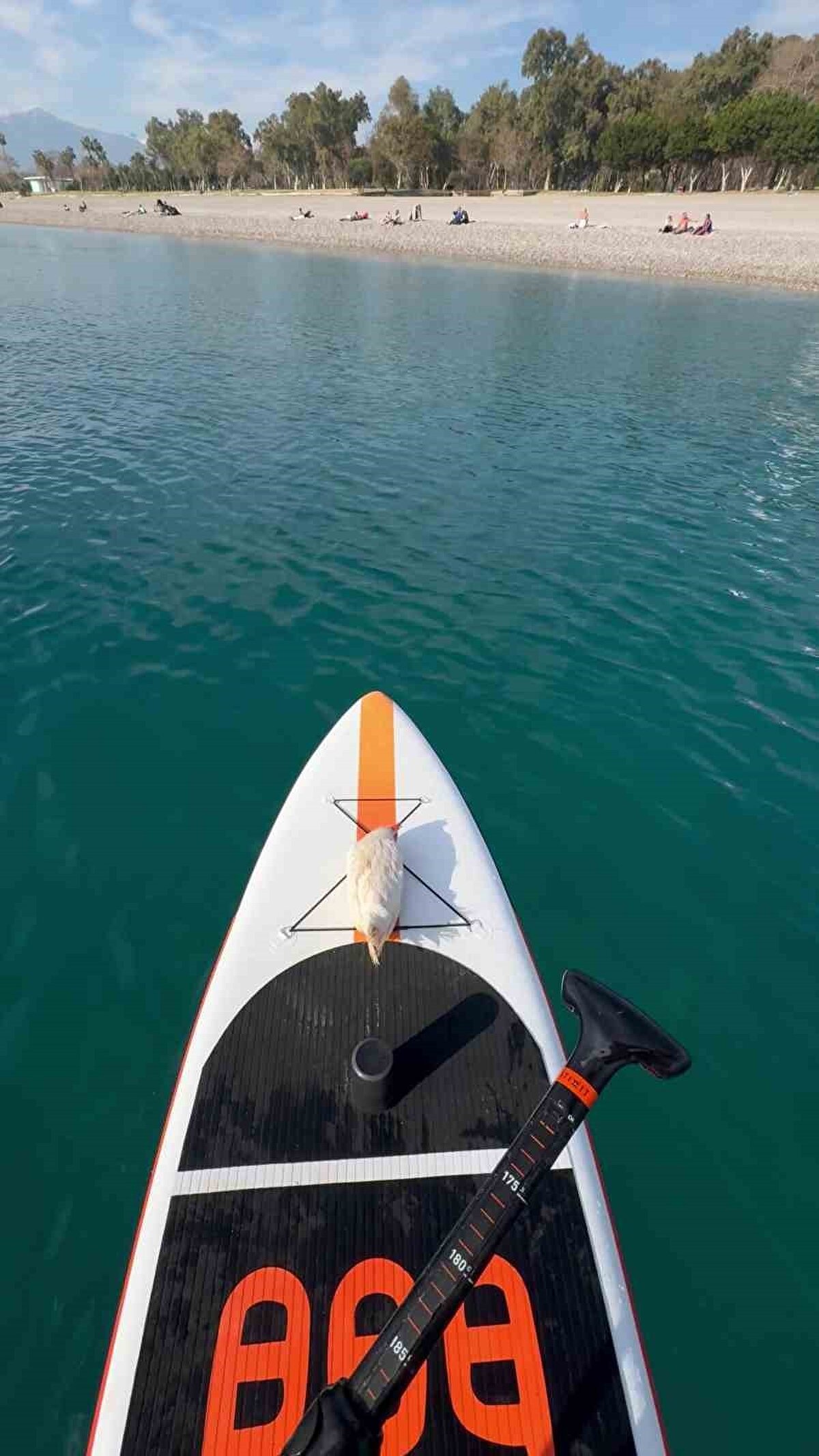 Tavuğu sudan çıkarıp sahile getiren Özden ve arkadaşları, hayvanı sakinleştirip temizledikten sonra sahiplenmeye karar verdi.