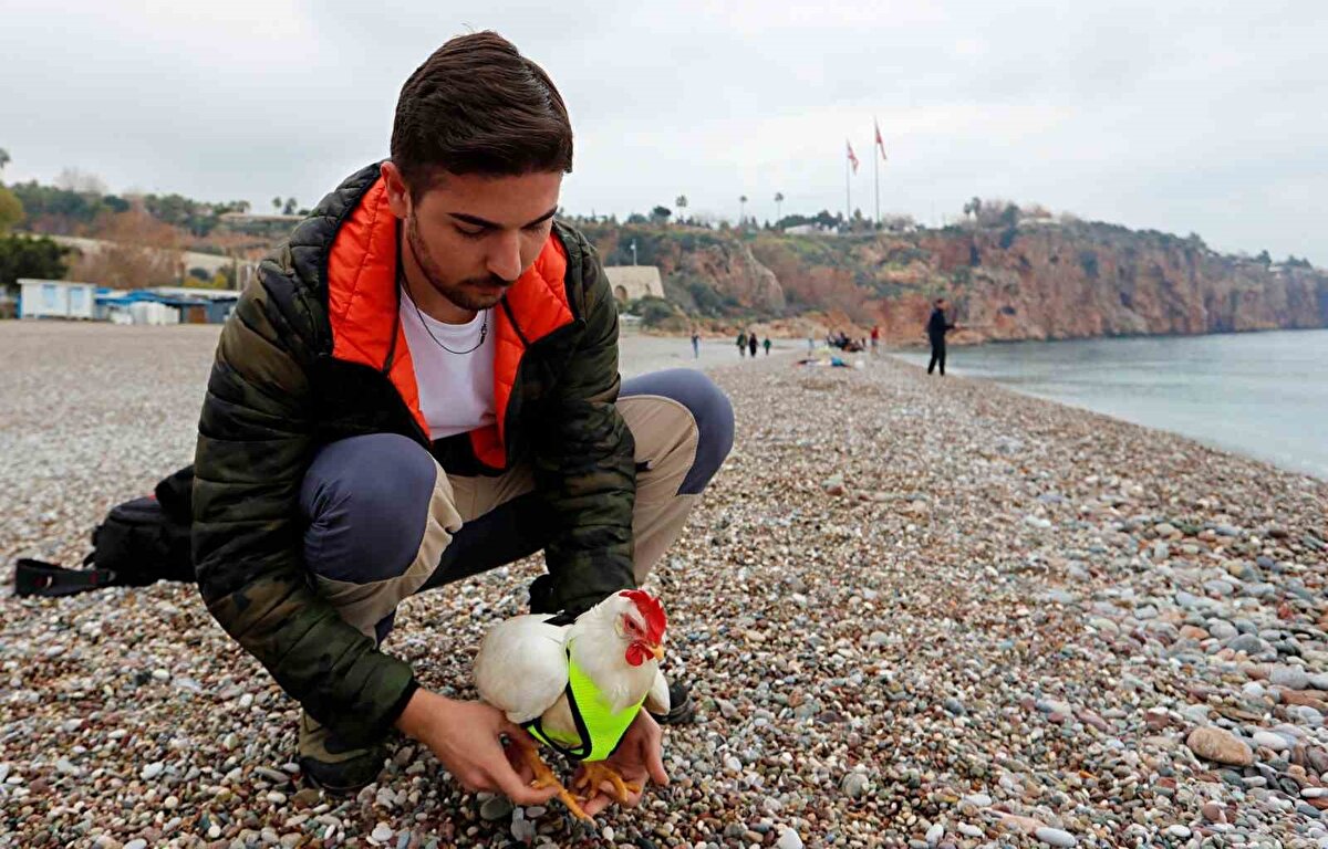 “Görenlerin ilgisini çekiyor”<br><br>Horozun sürekli yanında olduğunu belirten Özden, “Bugün 4’üncü günümüz. Nereye gitsek bizimle geliyor, kaçmıyor ve otlarken de hep yanımızda kalıyor. Görenlerin ilgisini çekiyor, fotoğraf çekmek ve sevmek için yanımıza geliyorlar. Kedi ya da köpek alışıldık bir şey ama böyle bir hayvan görmek çok farklı. Fazlasıyla uysal, kolumuzda taşırken ya da yanımızda dururken çok sakin” ifadelerini kullandı.