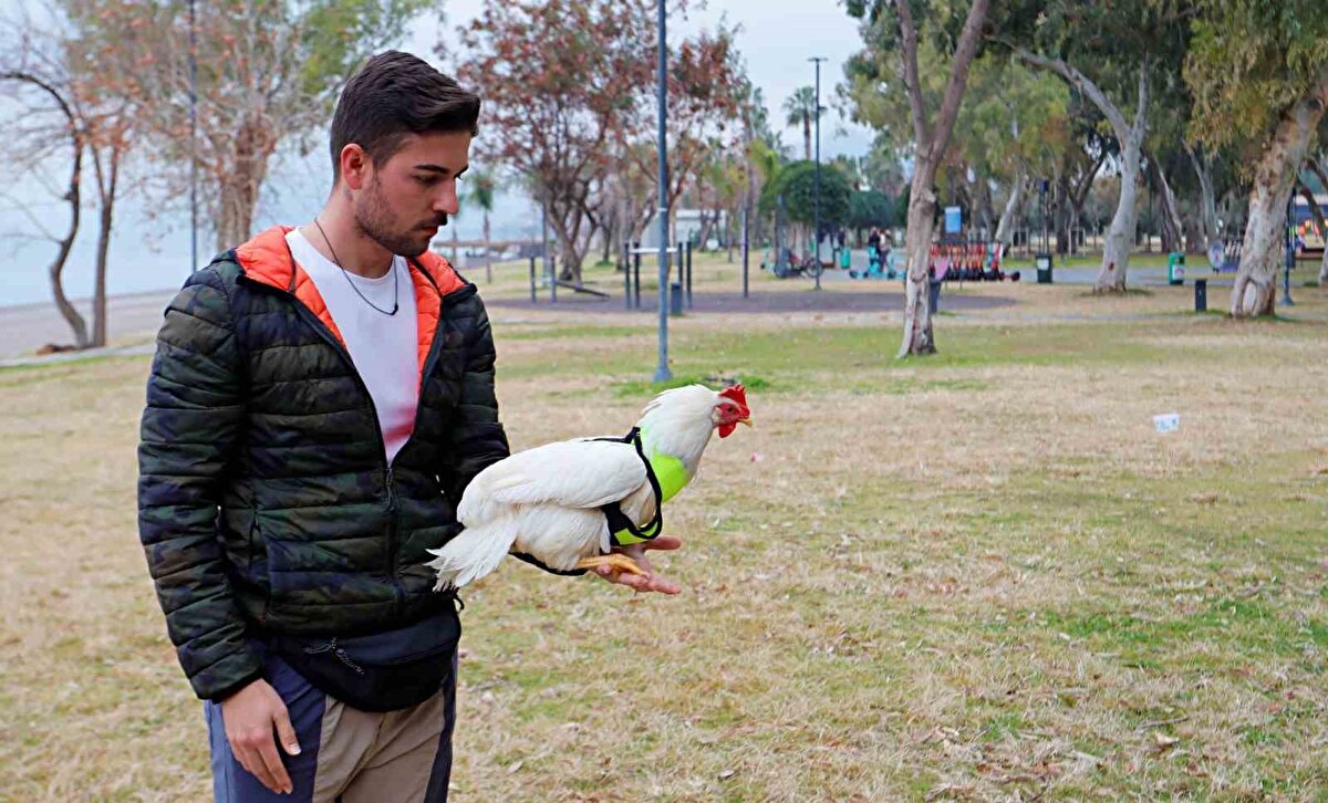 “Adını Deniz koyduk”<br><br>Olayı anlatan Tahir Özden, “Falezlerden bir kuşun düştüğünü fark ettik. İlk başta martı olduğunu düşündük ama yakından bakınca horoz mu yoksa tavuk mu olduğunu anlayamadık, bu da aramızda tartışma konusu oldu. Hemen gidip aldık, biraz korkmuştu ve susamıştı. Su verip sakinleştirdik. Ardından temizleyip kuruttuk ve bizimle kalmasına karar verdik. Artık turlarımıza o da katılıyor. Denizde bulduğumuz için adını ’Deniz’ koyduk, manidar olsun dedik” diye konuştu.
