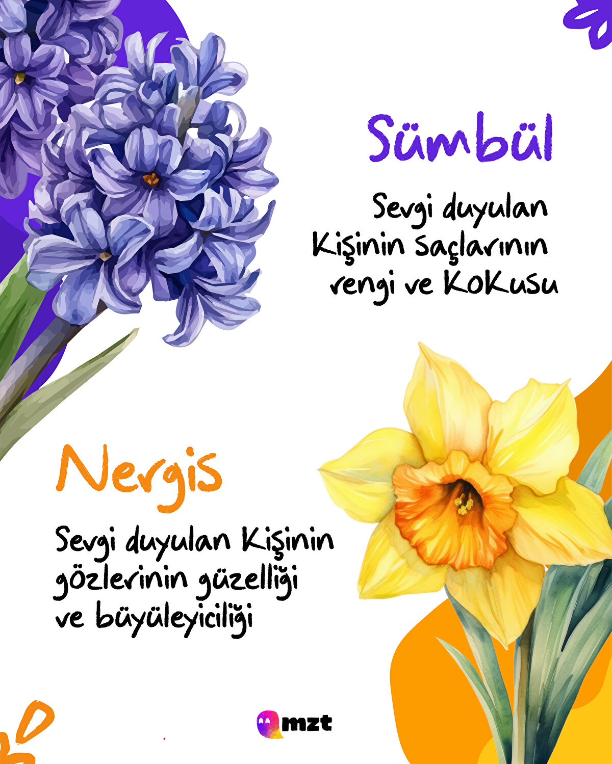 Sümbül-Nergis