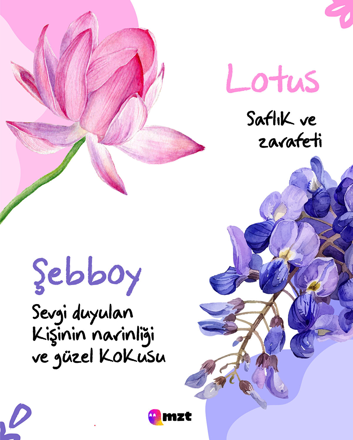 Lotus-Şebboy