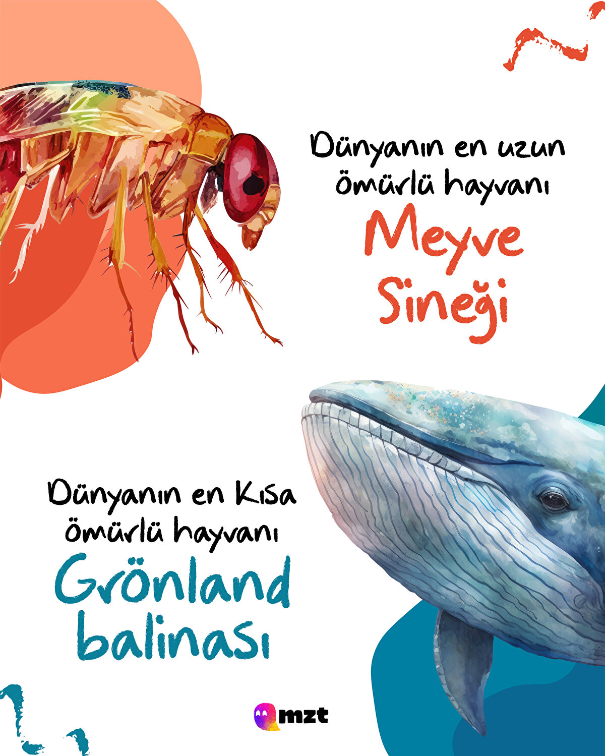 Meyve sineği- Grönland balinası