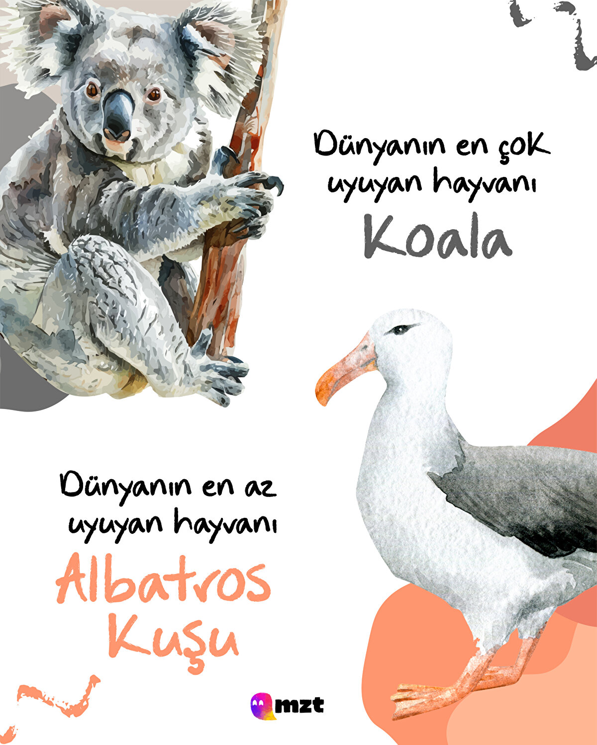 Koala- Albatros kuşu