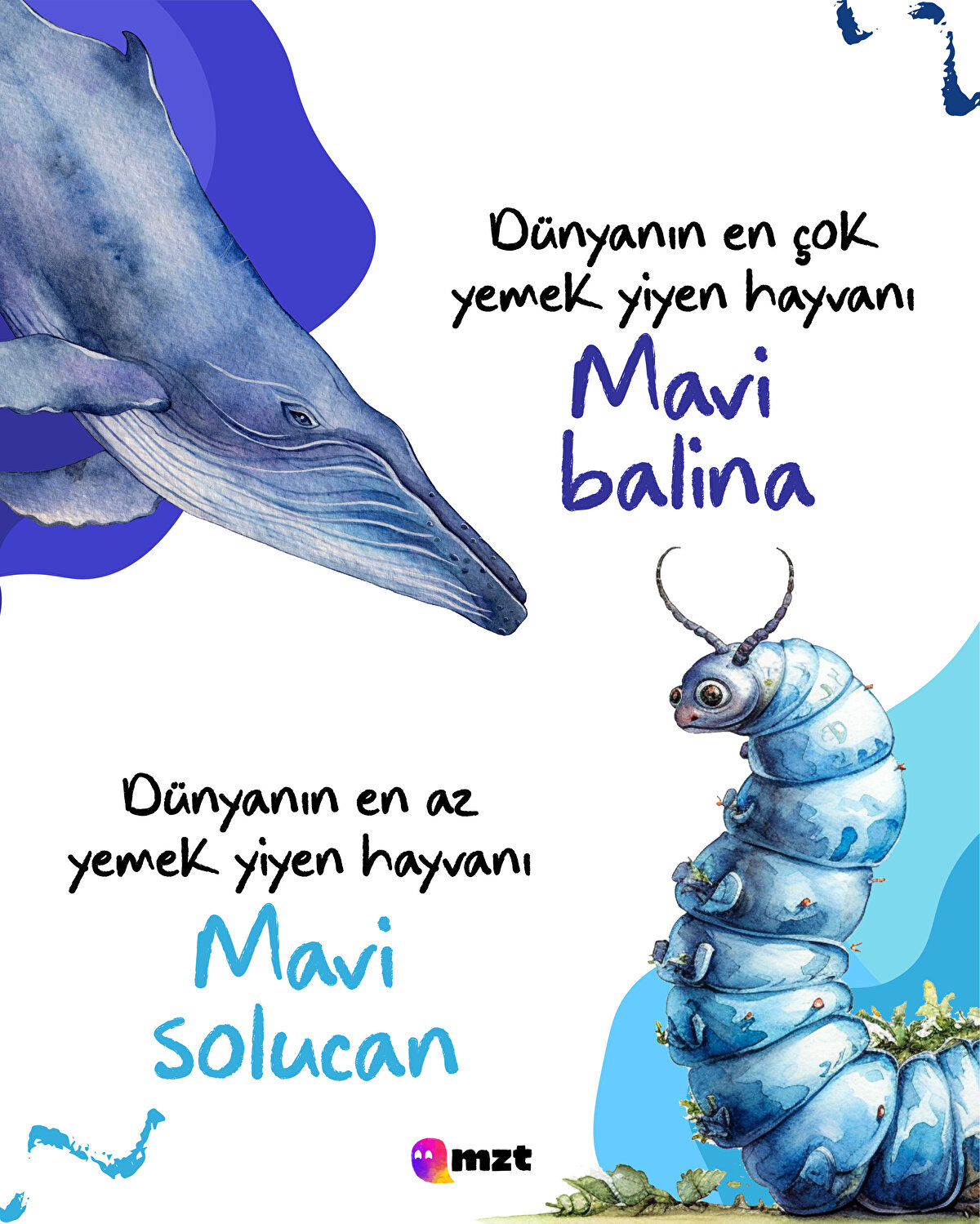 Mavi balina- mavi solucan