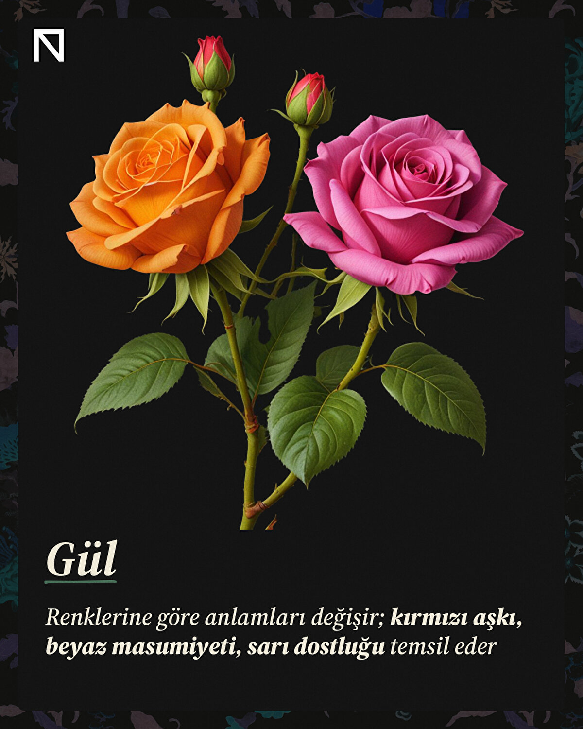 Renklerine göre anlamları değişir; kırmızı aşkı, beyaz masumiyeti, sarı dostluğu temsil eder