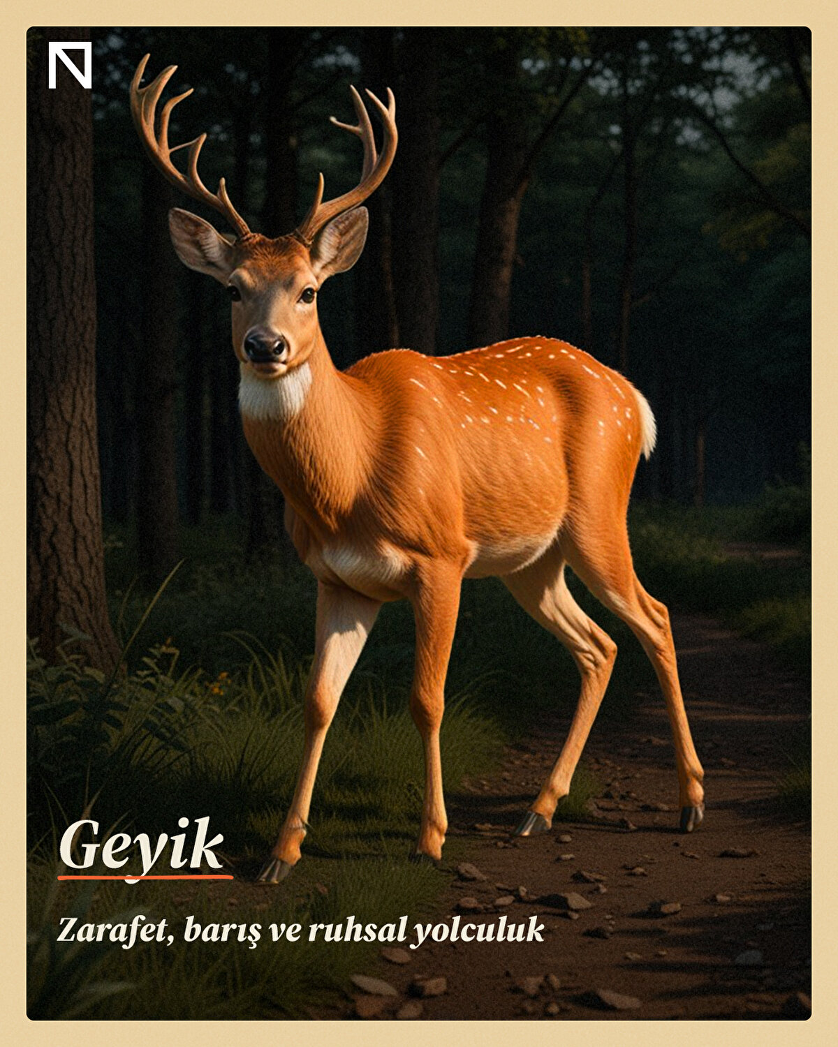 Zarafet, barış ve ruhsal yolculuk