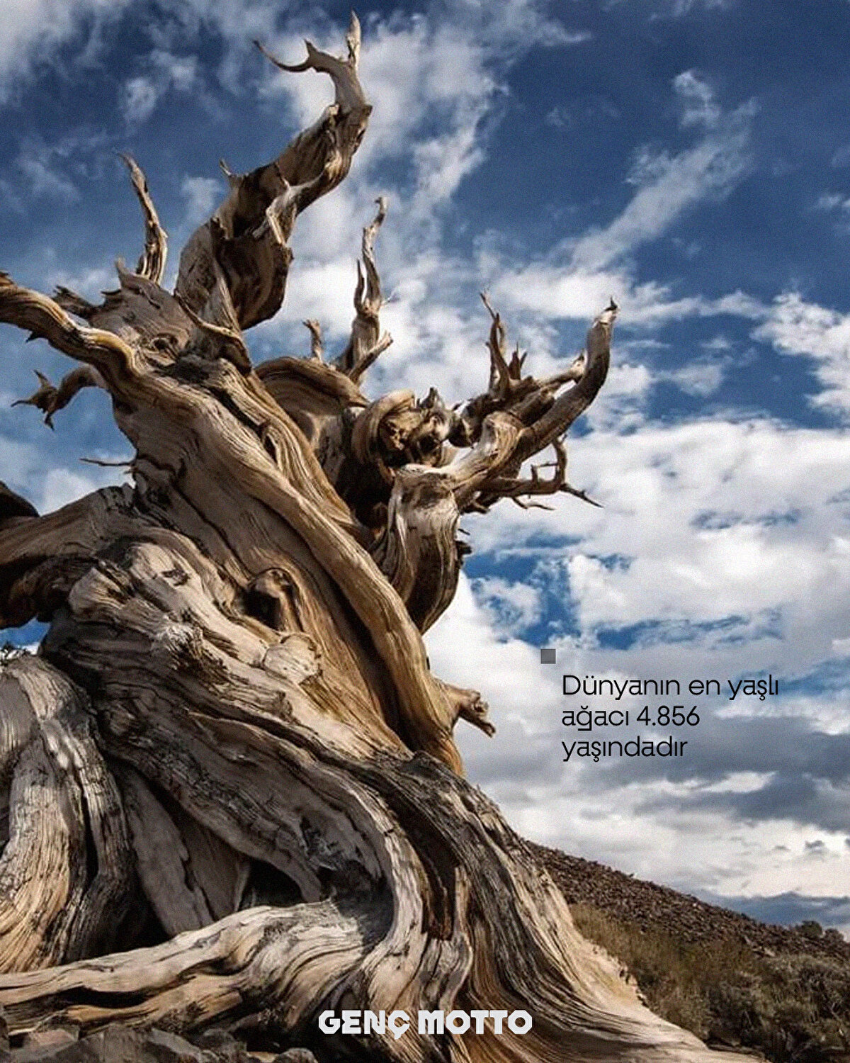 D&#252;nyanın en yaşlı ağacı 4.856 yaşındadır