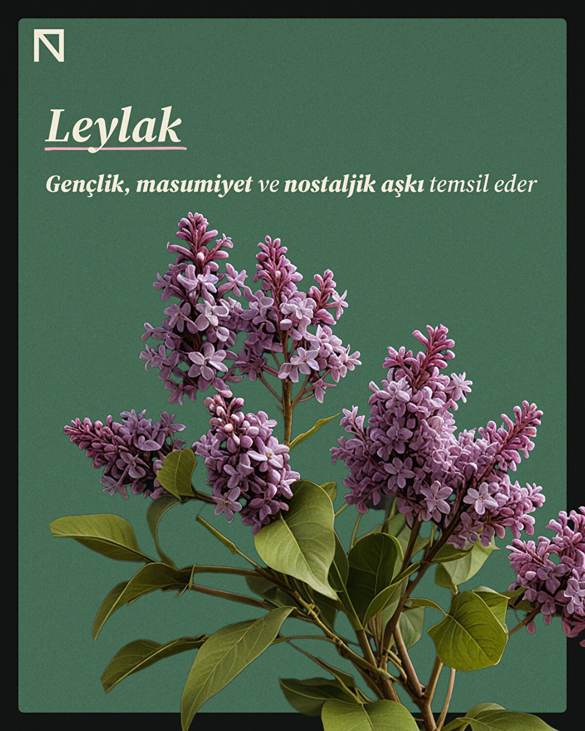 Gençlik, masumiyet ve nostaljik aşkı temsil eder