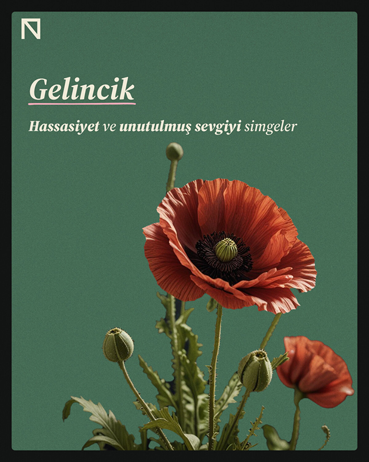 Hassasiyet ve unutulmuş sevgiyi simgeler