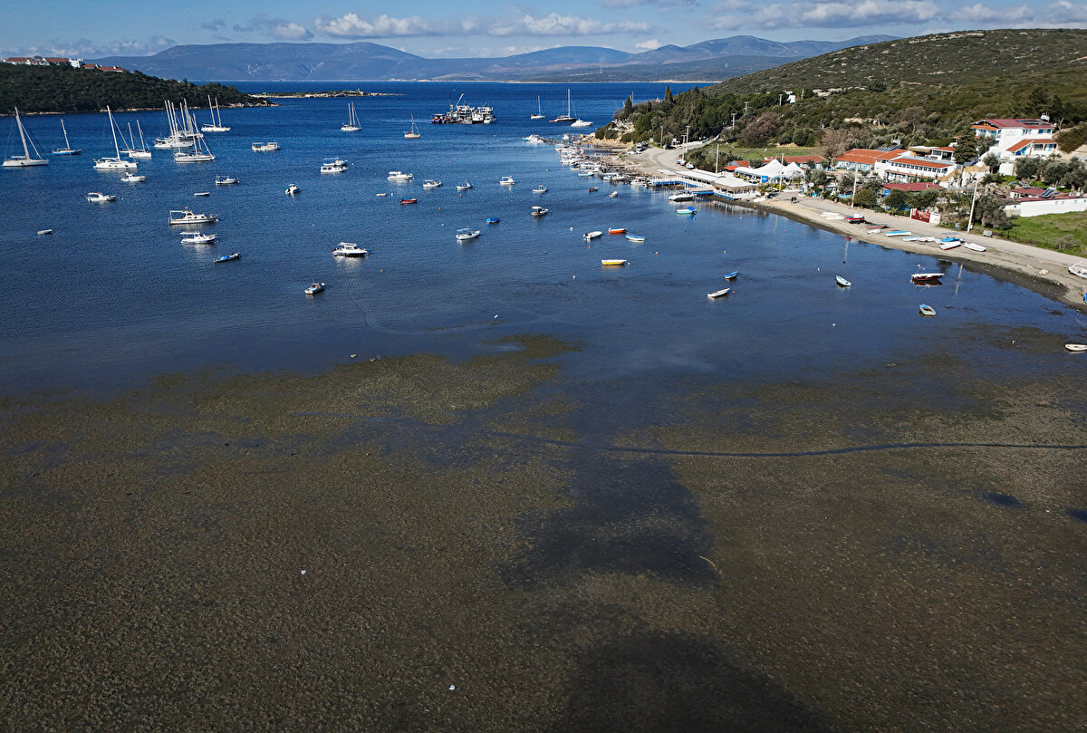 Türkiye Bilimler Akademisi (TÜBA) Çevre, Biyoçeşitlilik ve İklim Değişikliği Çalışma Grubu Üyesi Prof. Dr. Doğan Yaşar, gazetecilere, deniz suyunun poyraz nedeniyle çekildiğini söyledi.