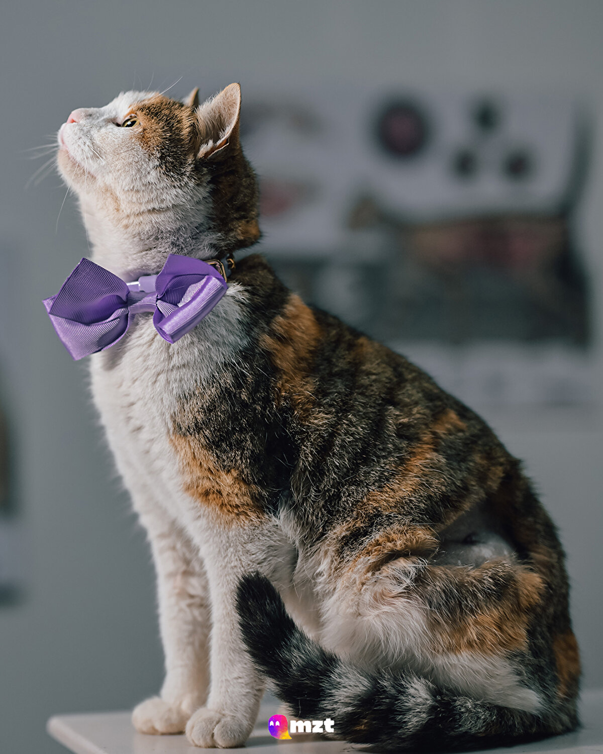 Sokaktan kurtarılan 8 aylık Calico cinsi “Bergen” kedi
