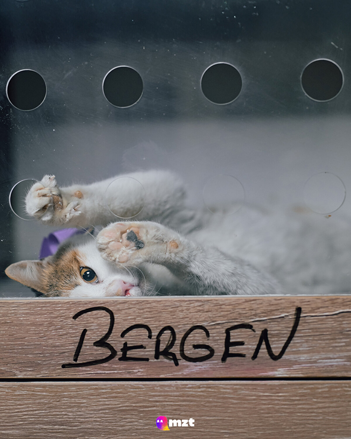 Sokaktan kurtarılan 8 aylık Calico cinsi “Bergen” kedi
