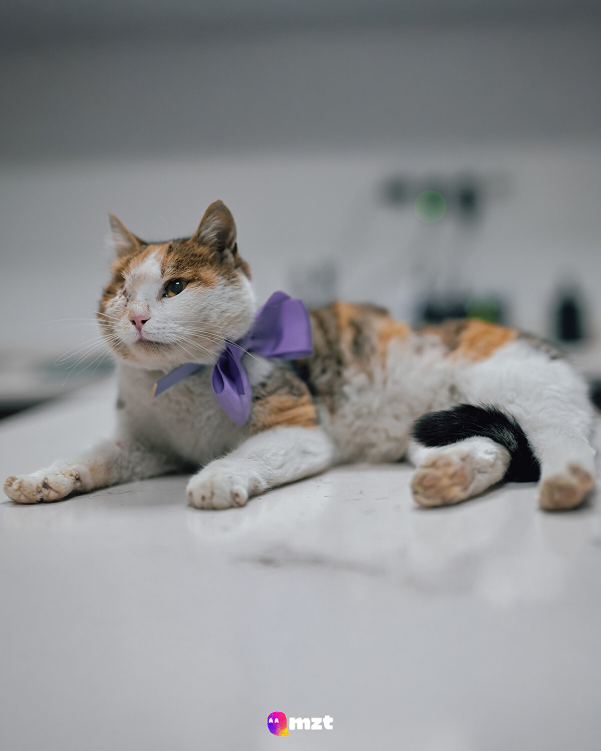 Sokaktan kurtarılan 8 aylık Calico cinsi “Bergen” kedi
