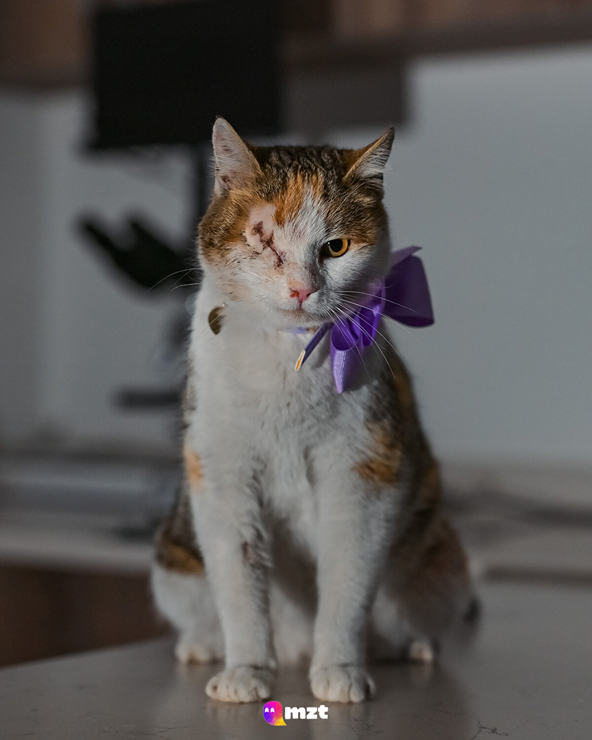 Sokaktan kurtarılan 8 aylık Calico cinsi “Bergen” kedi
