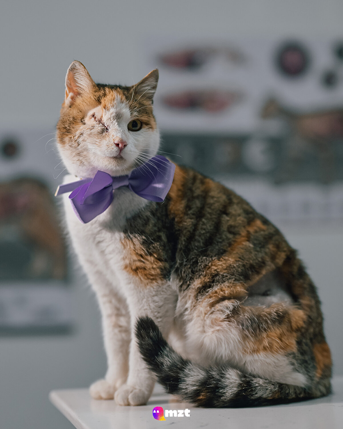 Sokaktan kurtarılan 8 aylık Calico cinsi “Bergen” kedi
