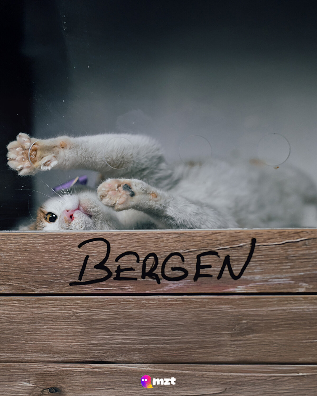 Sokaktan kurtarılan 8 aylık Calico cinsi “Bergen” kedi
