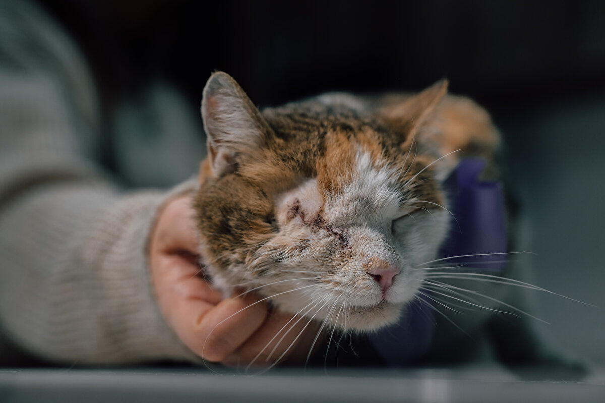 Bir süre sonra ya tüy döktüğü ya da evdeki eşyalara zarar verdiği için hayvanların evden atılarak ölüme mahkum edildiğine dikkati çeken Kecel, "Birçok insana göre bu hayvanların hisleri yok, yeterince önemsenmiyor. Bunlar, hisleri ve duyguları olan çok önemli varlıklar." dedi.