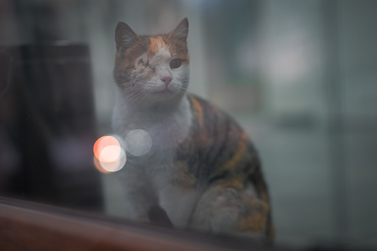 "Bergen" kediyi sahiplenmek isteyenler, "banabiryuvabul" adlı Instagram hesabından iletişim kurabilecek.