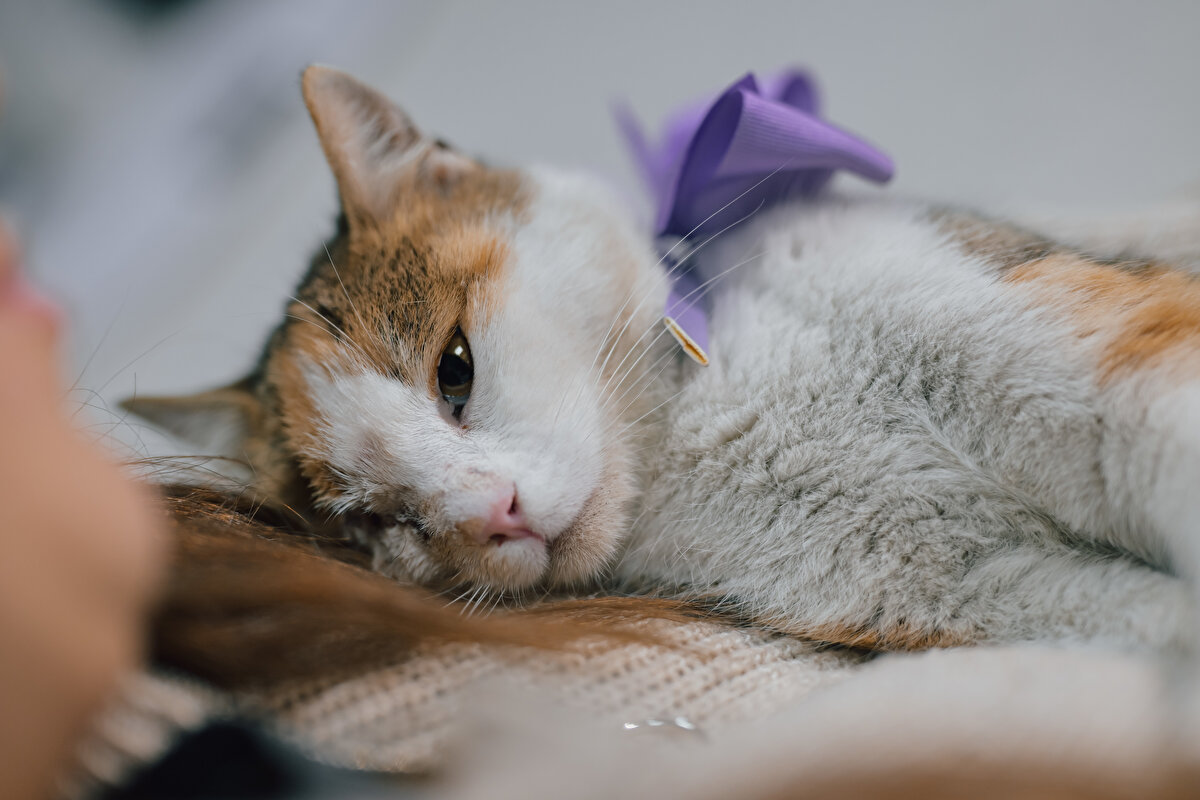 Kecel, "Birçok insan kedileri oyuncak olarak düşünüyor, birey olarak görmüyor. Ya çocuğu için ya da yavruyken çok tatlı gördüğü için alıyor." diye konuştu.