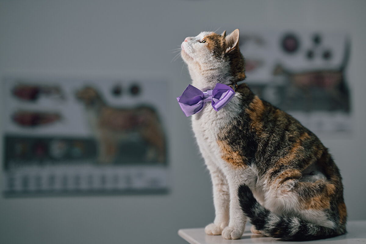 Songül Kecel, kedinin tedavisinin tamamlanmasının ardından sosyal medya hesabından paylaşım yaparak Bergen kediye yuva aradığını belirterek, sözlerine şöyle devam etti: "Bergen, artık acıların kedisi olmasın, `Mutlu Bergen` olsun istiyoruz. Sıcacık bir yuvası olsun, ömürlük olsun istiyoruz. Tek gözüyle zaten sokakta yaşama şansı asla yok. Bergen, o kadar özel ki, zaten beden dilinden de bunu görüyorsunuz. Bergen`in mutluluğunu hep beraber izleyelim, aslında insanlara ne kadar küskün olduğunu beden dilinden de görebilirsiniz ama bir taraftan da insanları çok seviyor. Bergen`in, çok özel olduğunu ve çok acılar çektiğini, hayal kırıklıkları yaşadığını düşünüyorum. İnşallah, bundan sonra yüzü gülecek, hep beraber bunu sağlayacağız."
