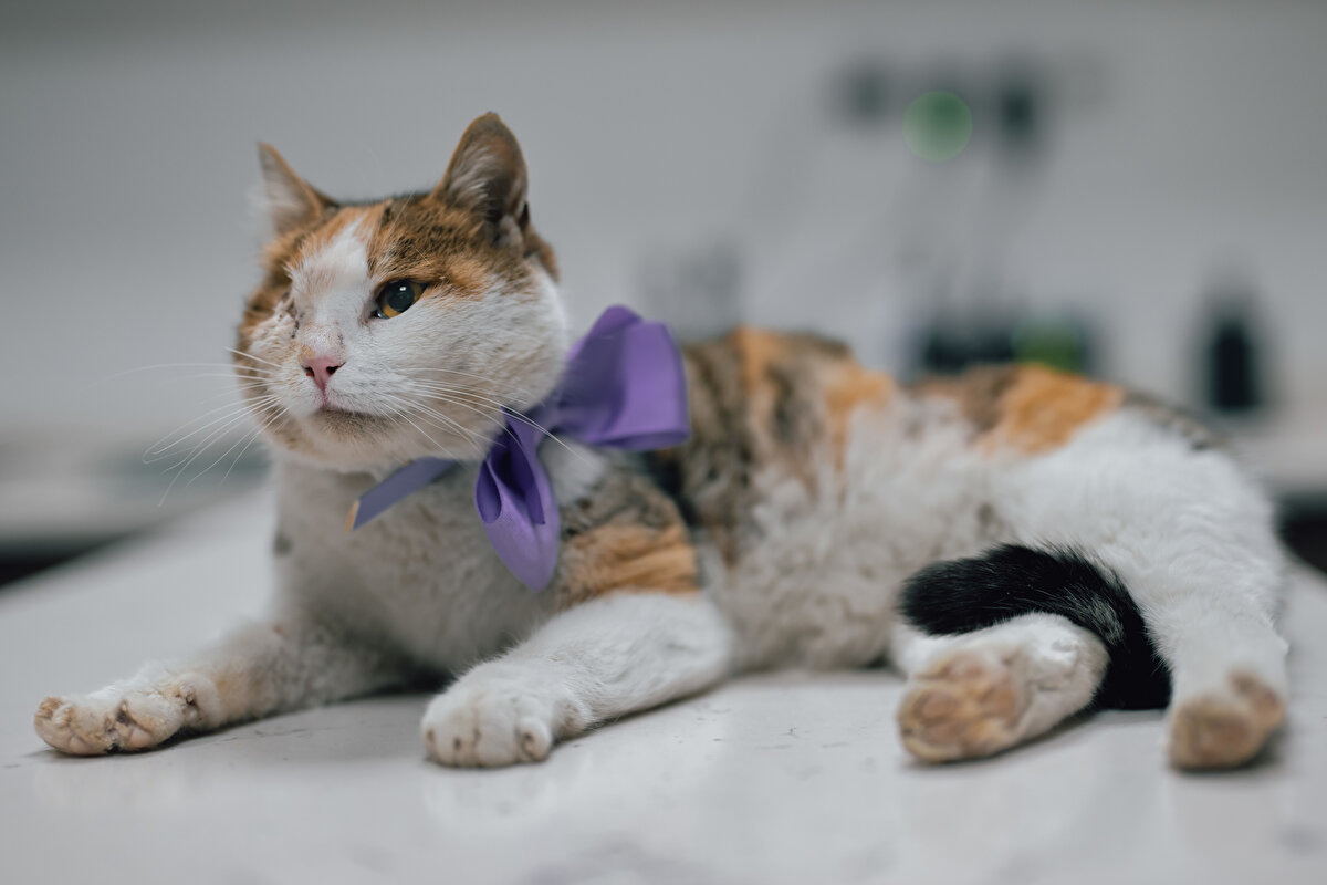 Kedinin engelli olduğunu ifade eden Kecel, süreci şöyle anlattı: "Tek gözü tamamen erimişti ve etrafta hiç onu besleyebilecek kimse yoktu. Tırların geçtiği bir noktadaydı, onu orada görünce çok şaşırdım. Çünkü, çok izole bir yerdi. Oraya tek başına gidemezdi. Kesinlikle ölsün diye o bölgeye atıldığını düşünüyorum. Kucağıma geldi ve adeta benden yardım istedi, inanılmaz sıcakkanlıydı. Onu taşımakta hiç güçlük çekmedim. Taşıma çantası olmadığı halde kucağımda getirebildim. İlk muayenesi gerçekleştiğinde gözünün bir an önce alınması gerekiyordu. Öncelikle karma aşısı yapıldı, gerekli ilaçlar uygulandı ve 5 gün sonra da göz operasyonu gerçekleşti. Aynı zamanda da kısırlaştırılması da yapıldı."