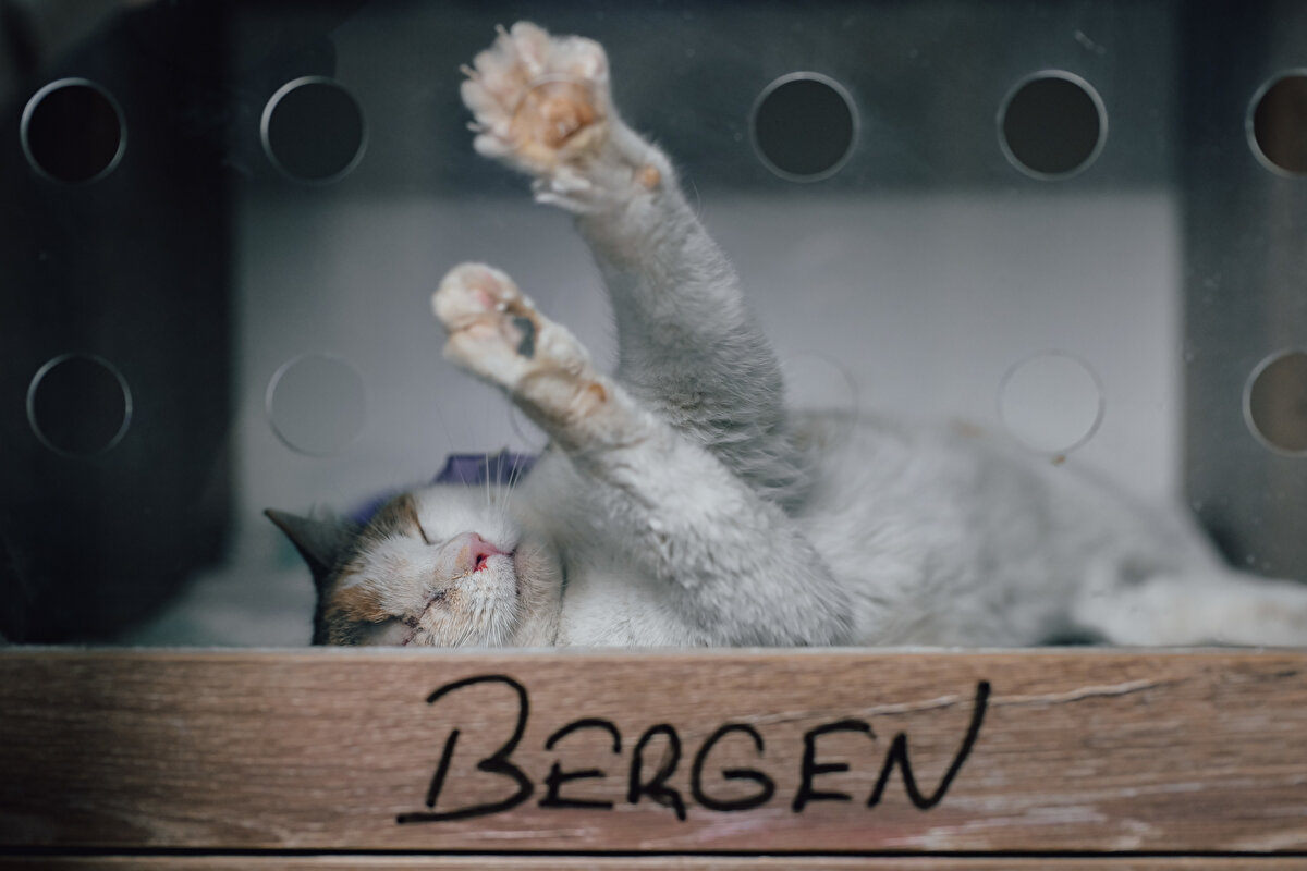 Sokakta yaşayan 8 aylık Calico cinsi dişi kedi Bergen, hayvanseverler tarafından koruma altına alındı ve veteriner hekimlerce rehabilite edildi.