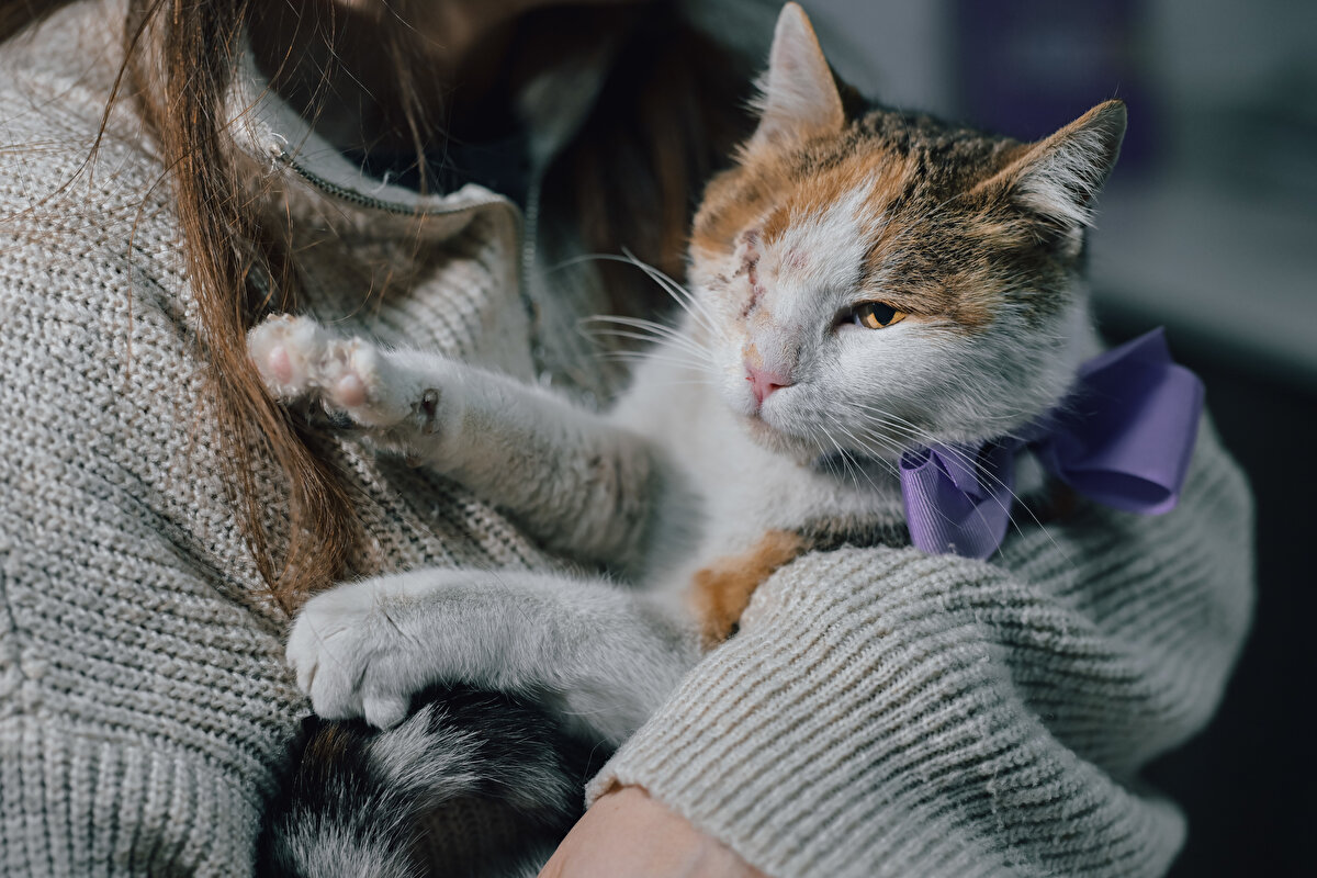 "Hisleri ve duyguları olan çok önemli varlıklar"<br>Engelli kedi sahiplenmek isteyen kişilerin bu konuda çok bilinçli davranması gerektiğini vurgulayan Kecel, geçici heveslerle sahiplenilen hayvanların sokağa terk edilmesinden duyduğu üzüntüyü dile getirdi.