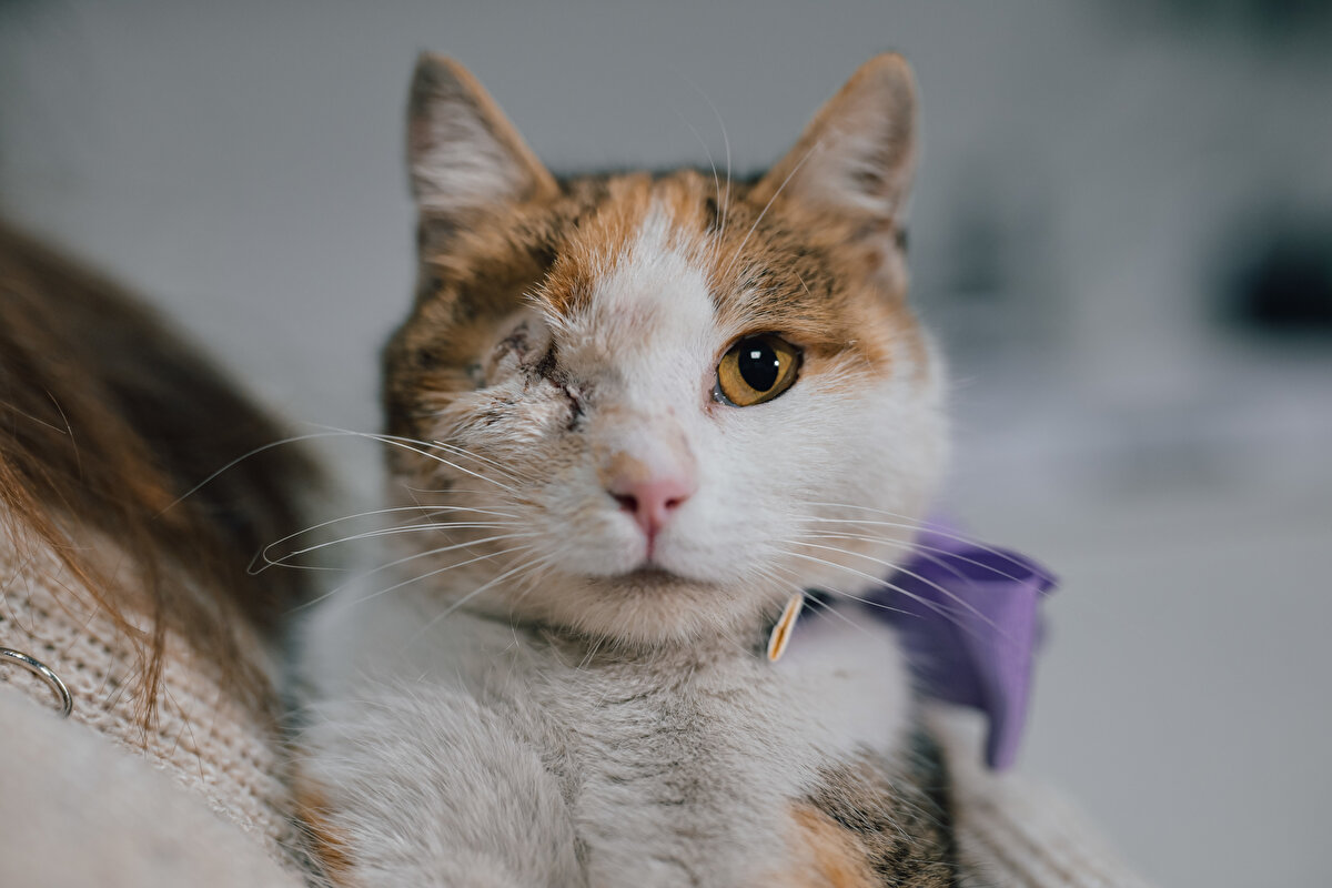 Kediyi bulan hayvansever Songül Kecel, kediyi kentsel dönüşümün çok yoğun olduğu, terk edilmiş iki gecekondunun bulunduğu bölgedeki köpekleri beslerken gördüğünü söyledi.