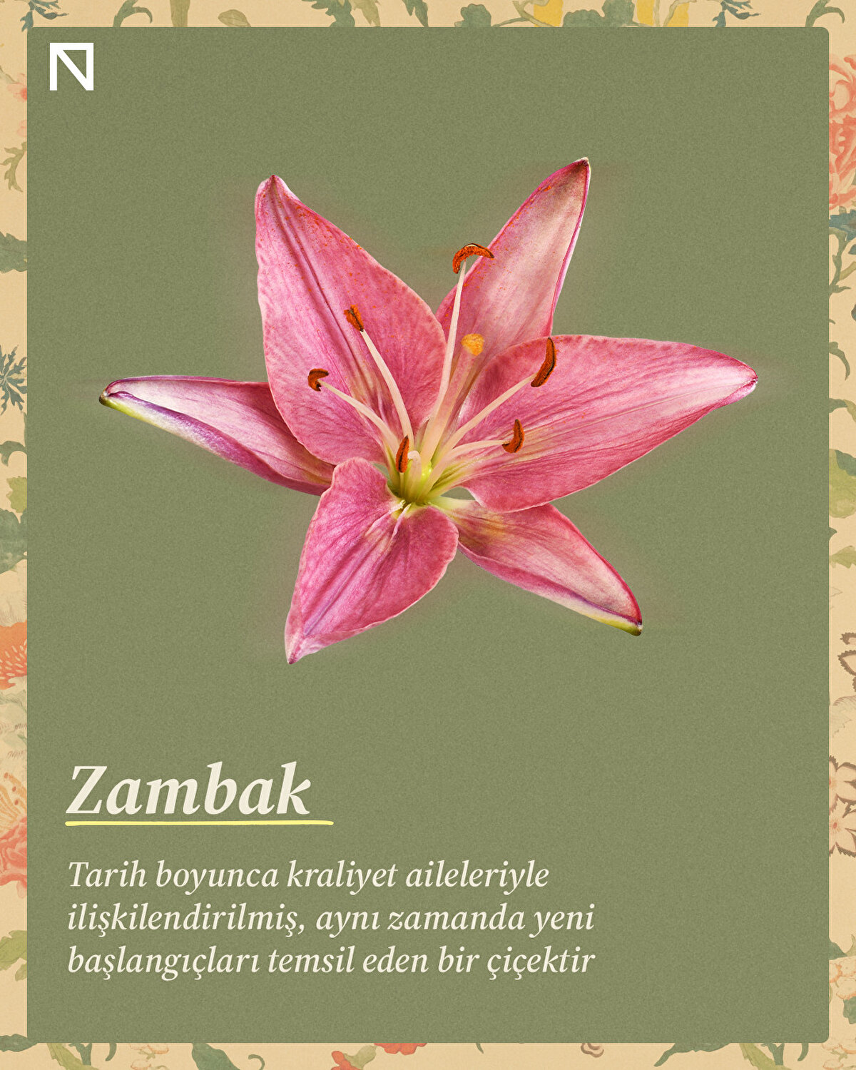 Tarih boyunca kraliyet aileleriyle ilişkilendirilmiş, aynı zamanda yeni başlangıçları temsil eden bir çiçektir