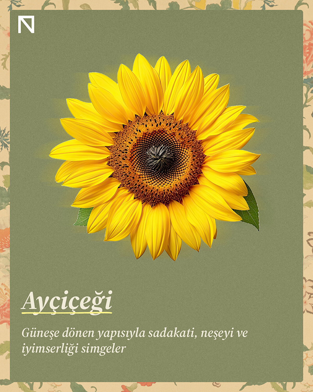 Güneşe dönen yapısıyla sadakati, neşeyi ve iyimserliği simgeler