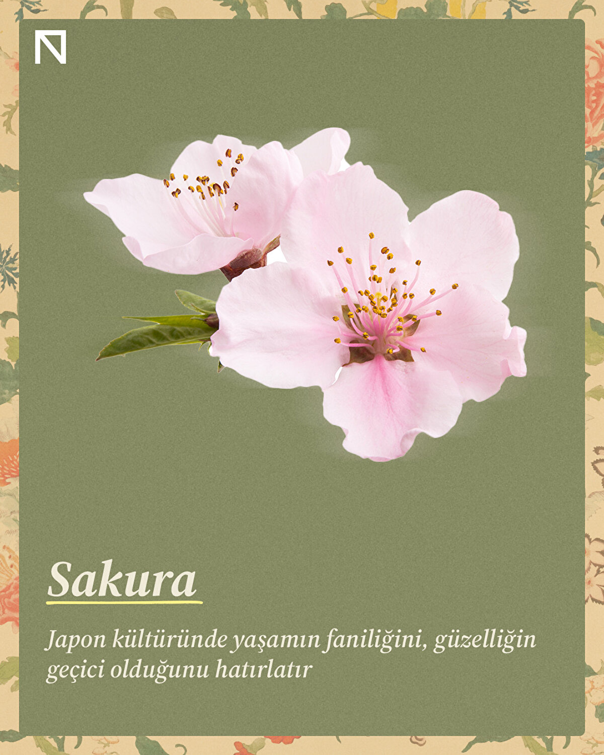 Japon kültüründe yaşamın faniliğini, güzelliğin geçici olduğunu hatırlatır