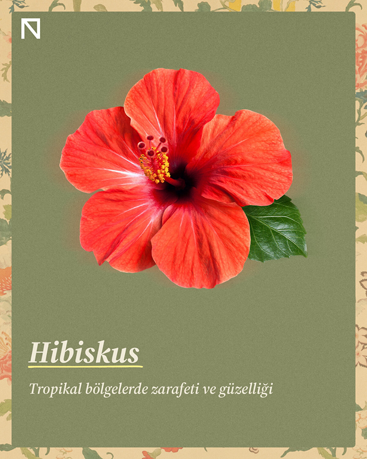 Tropikal bölgelerde zarafeti ve güzelliği