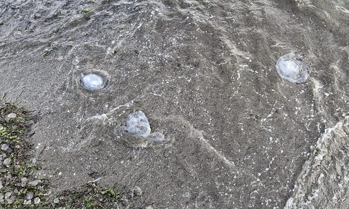 Başka bölgeden gelen türler ve kirlilik de etkenler arasında olabilir<br><br>Denizanalarının yoğunlaşmasındaki nedenlerden birinin doğal döngünün değişmesi olduğunu aktaran Bat, Karadeniz'de son dönemlerde istilacı olarak değerlendirdikleri farklı türde deniz canlılarına rastlandığını dile getirdi.<br><br>Bu türlerin de denizanası artışına neden olabileceğini belirten Bat, "İstilacı türler, gemi sintine suyu veya gemiye yapışarak gelen türler, Karadeniz ekosisteminin yavaş yavaş değiştiğine işaret edebilir. Bunların etkisiyle bu dönemlerde denizanalarının artmış olduğunu söyleyebiliriz." diye konuştu.<br><br>Prof. Dr. Bat, denizanalarının artma sebeplerinden birinin de kirlilik olduğuna işaret ederek, şunları kaydetti:<br><br>"Bu noktada hafif kirlilikten bahsetmek söz konusu olabilir. Kıyı bölgelerinin özellikle evsel atıklarla kirlenmeye başlaması, buradaki besin miktarında ya da besleyici elementlerde artış göstermesine yol açabilir. Dolayısıyla böyle bir ortamın denizanaları için uygun olduğuna dikkati çekmek gerekir. Tüm bunlar bir araya geldiğinde denizanalarında yoğun artış söz konusu olabilir."