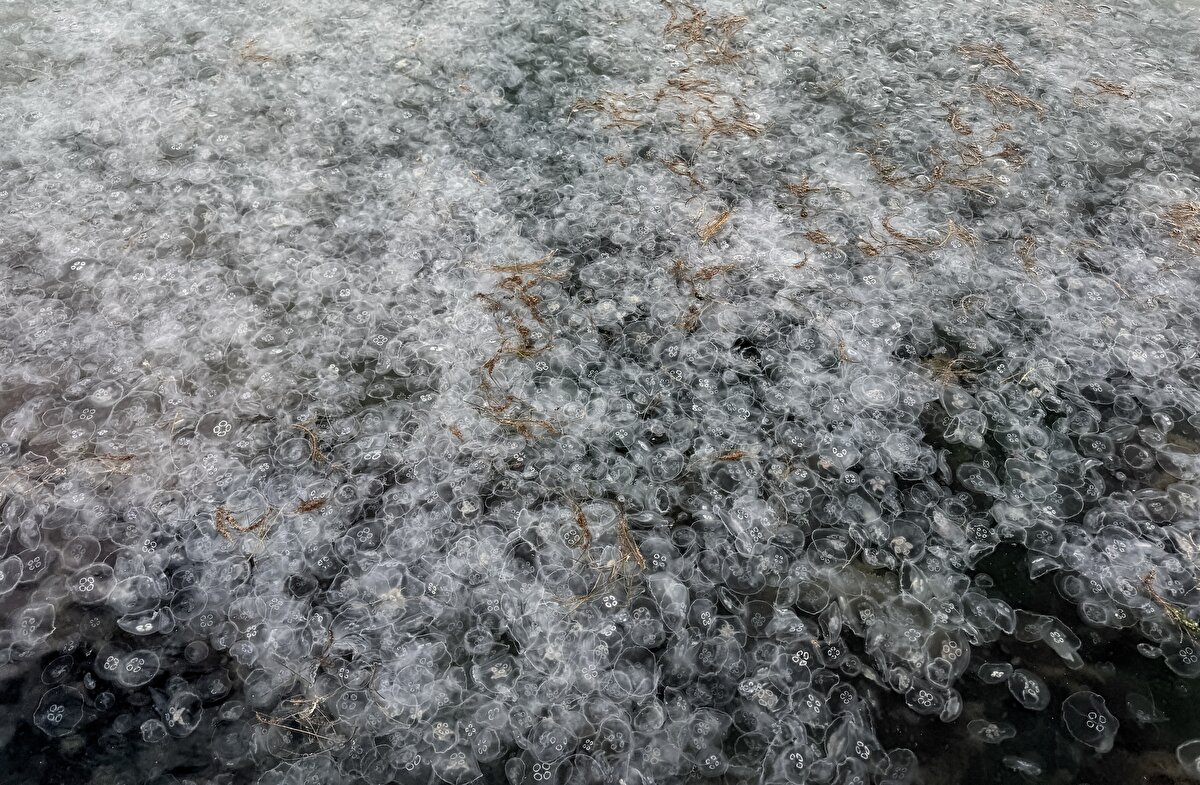 Deniz suyu sıcaklığının yüksek seyretmesi, av baskısı, doğal döngüde meydana gelen değişim ve kirlilik gibi faktörler, Karadeniz'deki denizanası varlığında artışa neden oluyor.