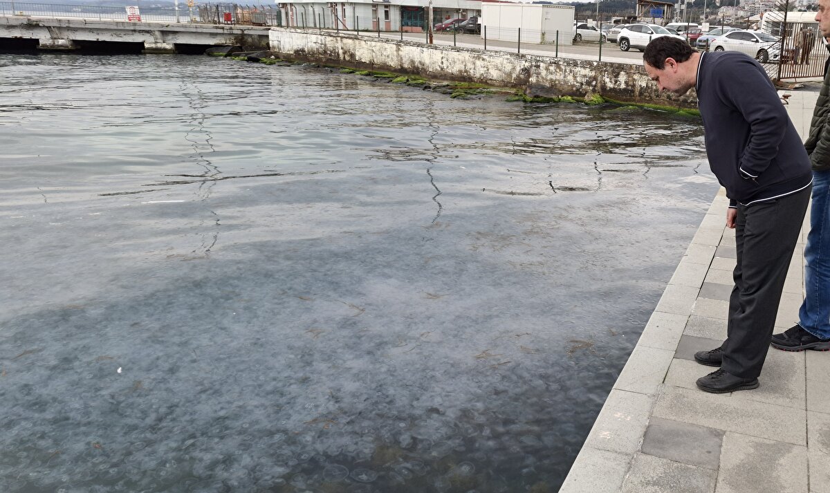 Önceki araştırmalarında özellikle Samsun kıyılarında böyle tablolarla karşılaştıklarını anlatan Bat, şubat ayıyla Sinop kıyılarında denizanalarının yoğun görülmeye başladığına dikkati çekti.<br>Bat, durumun nedenlerine ilişkin şu bilgileri verdi:<br>"Bunlar içerisinde en önemli etken, iklimsel değişiklik. İklimsel değişiklikle su sıcaklığının artması söz konusu olabilir. Kıyılarda su sıcaklığının daha yüksek olması, denizanalarının buralara gelmesine neden olabiliyor. Bunun dışında, aşırı avcılık söz konusu olursa ya da aynı zooplankton organizmaları tüketen balıkların avlanmasıyla denizanalarına daha fazla besin kalabiliyor. Çünkü denizanaları da etçil organizmalar. Bunların küçük balıklarla ortak besinleri, zooplankton organizmalar. Bunun da etkisi olabilir."