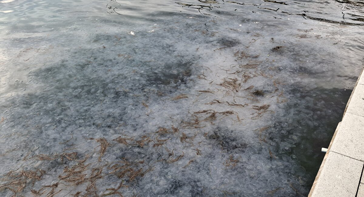 175 kilometre kıyı şeridine sahip Sinop'ta iç liman bölgesinde binlerce denizanası görüntülendi.