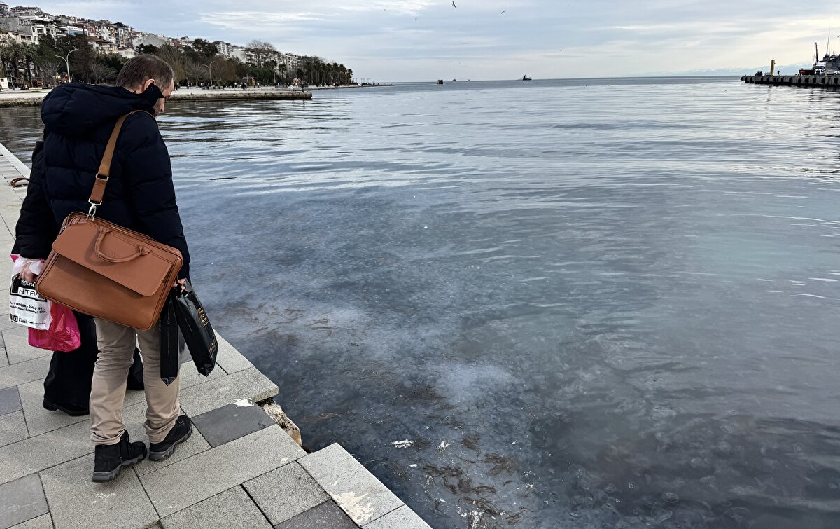 Sinop Üniversitesi Su Ürünleri Fakültesi Su Ürünleri Temel Bilimler Bölüm Başkanı Prof. Dr. Levent Bat, bu kadar çok sayıda denizanasının yılın bu döneminde bir araya toplanmasının çeşitli sebeplerinin olabileceğini söyledi.