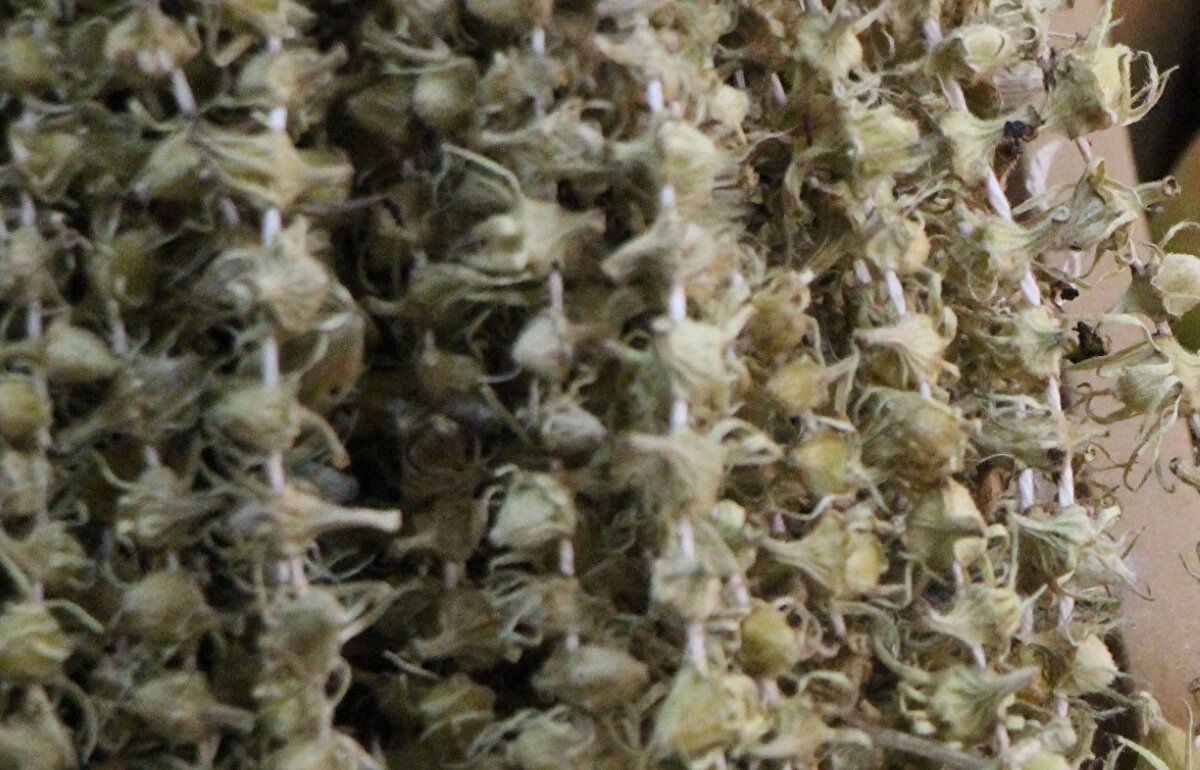 Amasya semt pazarında bamyanın kurusunun kilosunu 3 bin 500 TL’den satan 42 yıllık esnaf Metin Kantarcı, "Aynı altın borsası gibi bamya borsası var. Fiyatı bir iniyor, bir çıkıyor. Şu anda 3 bin 500 TL. 1,5 ay önce 2 bin 700 liraydı. Son aylarda fiyatı müthiş yükseldi, coştu. Kimse yakalayamıyor. Bamyası olanlarda bu arada ihya oldu. Apartman alamasa da iki, üç tane daire alabilirler" dedi.