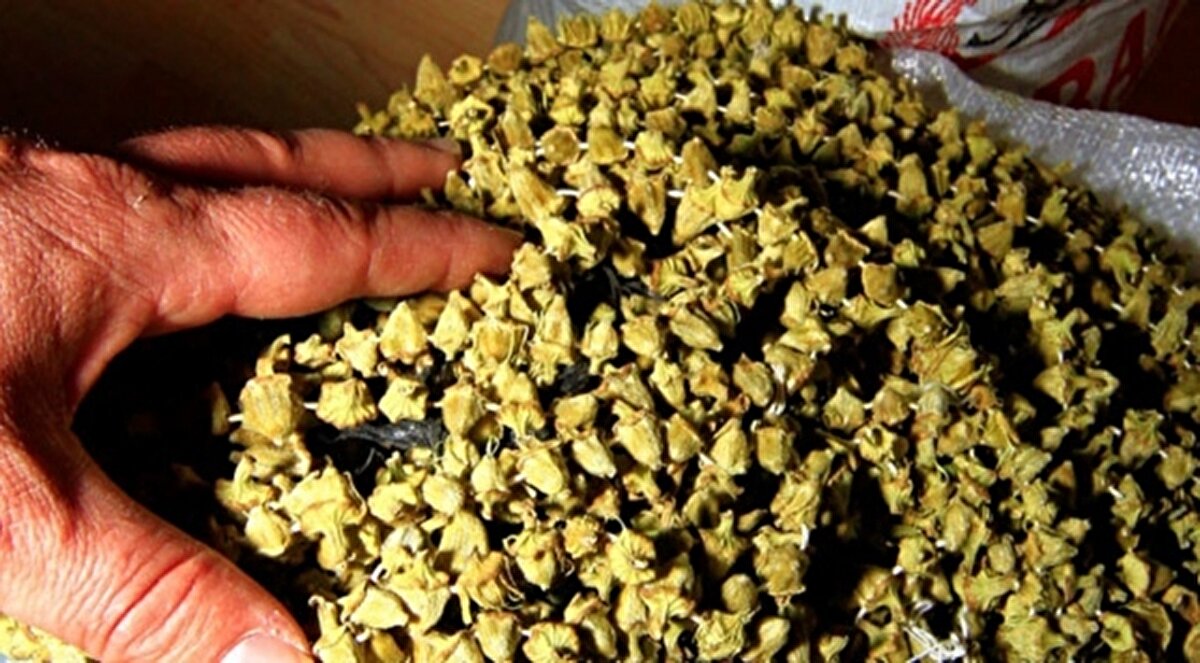 Pazarın en pahalısı çiçek bamya<br><br>Onlarca ürünün satıldığı Amasya semt pazarındaki en pahalı ürünlerin başında çiçek bamyanın geldiğine değinen Amasya Pazarcılar Derneği Başkanı Tolga Güven ise geçen yıl 5 bin 500 dekar alanda 2 bin 500 ton üretilen çiçek bamyanın ekonomiye katkısının 367 milyon TL olduğunu söyledi. Güven, bu katkının bu yıl daha da artacağının tahmin edildiğini vurguladı.