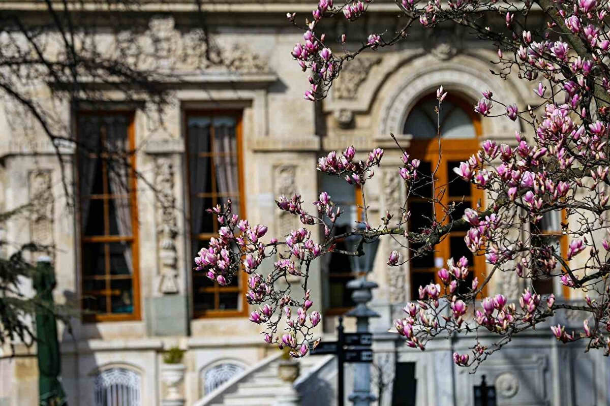 İstanbul’un tarihi yapılarından Ihlamur Kasırları, baharın habercisi manolya ağaçlarıyla renklendi. Milli Saraylar Başkanlığı’na bağlı kasır bahçesinde açan manolyalar, ziyaretçilerine görsel bir şölen sunuyor.