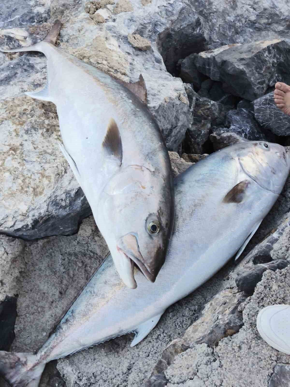 Dörtyol ilçesinden İskenderun Körfezi’ne botla açılan Mehmet Çalbaş’ın oltasına iki devasa akya balığı takıldı. Çalbaş, arkadaşıyla birlikte uzun süren mücadeleyle toplam ağırlıkları 65 kilogram gelen 2 balığı yakalamayı başardı. 