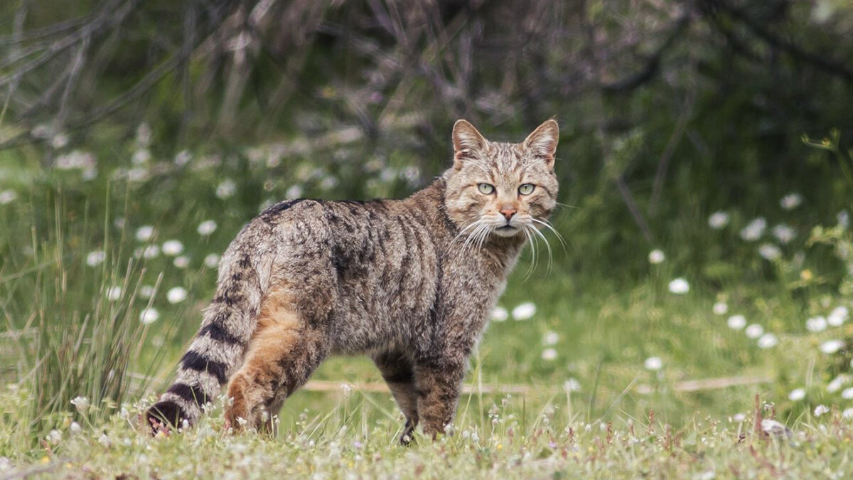 2. Yaban Kedisi<br><br>Doğal yaşam alanlarında bağımsız bir hayat süren, vahşi doğada avcılık yapan bir kedi türüdür. Genellikle yalnız yaşarlar ve oldukça çeviklerdir. Evcil kedilerin atası olarak kabul edilirler.