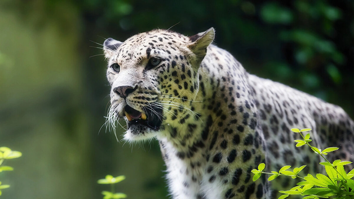 6. Anadolu Parsı<br><br>Türkiye'ye özgü ve nesli tehlike altında olan bir türdür. Orta büyüklükte güçlü yapılı olan bu hayvan Anadolu'nun dağlık bölgelerinde yaşar. Türkiye'nin en önemli yaban hayvanlarından biridir.
