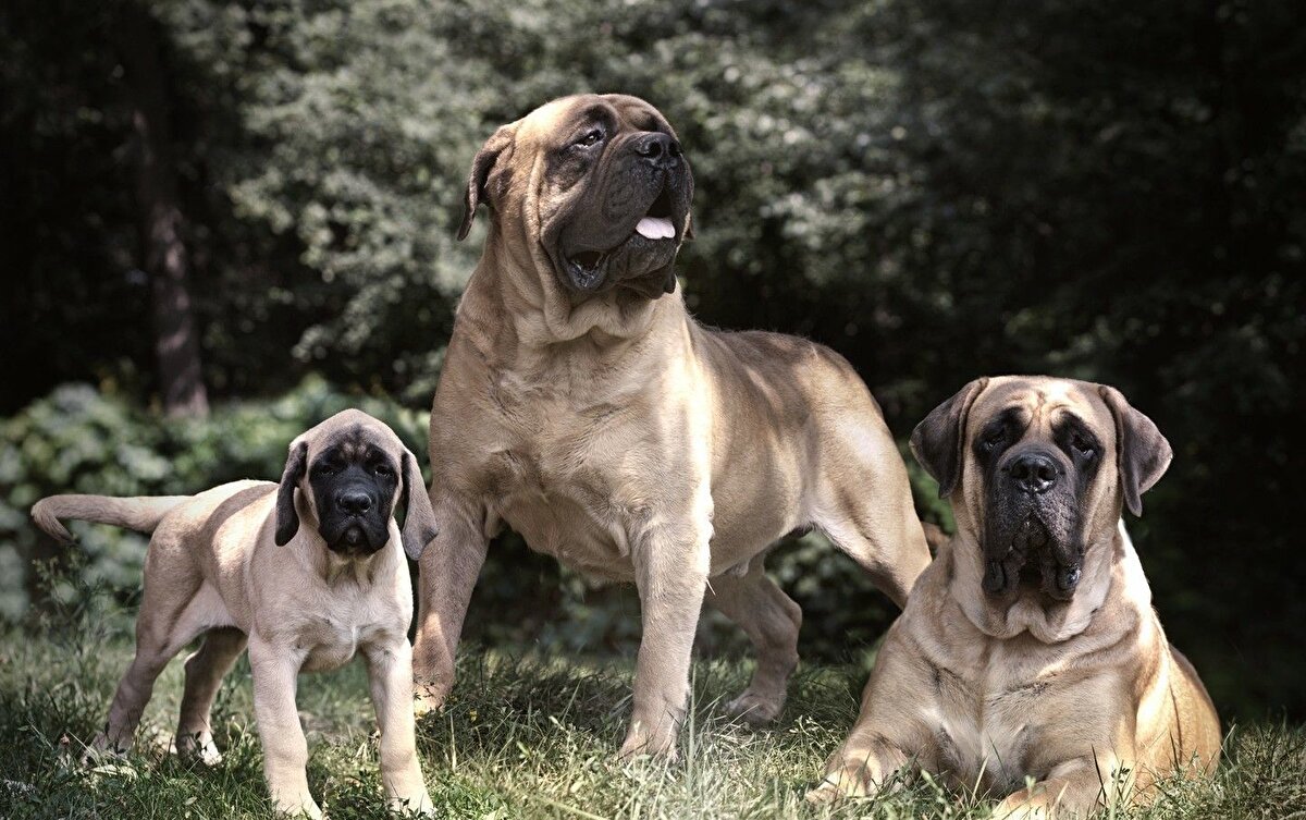 5- English Mastiff – 552 PSI<br>