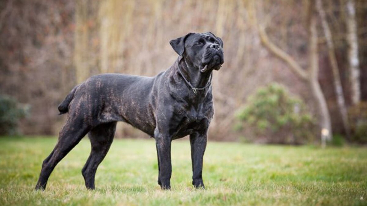 3- Cane Corso – 700 PSI